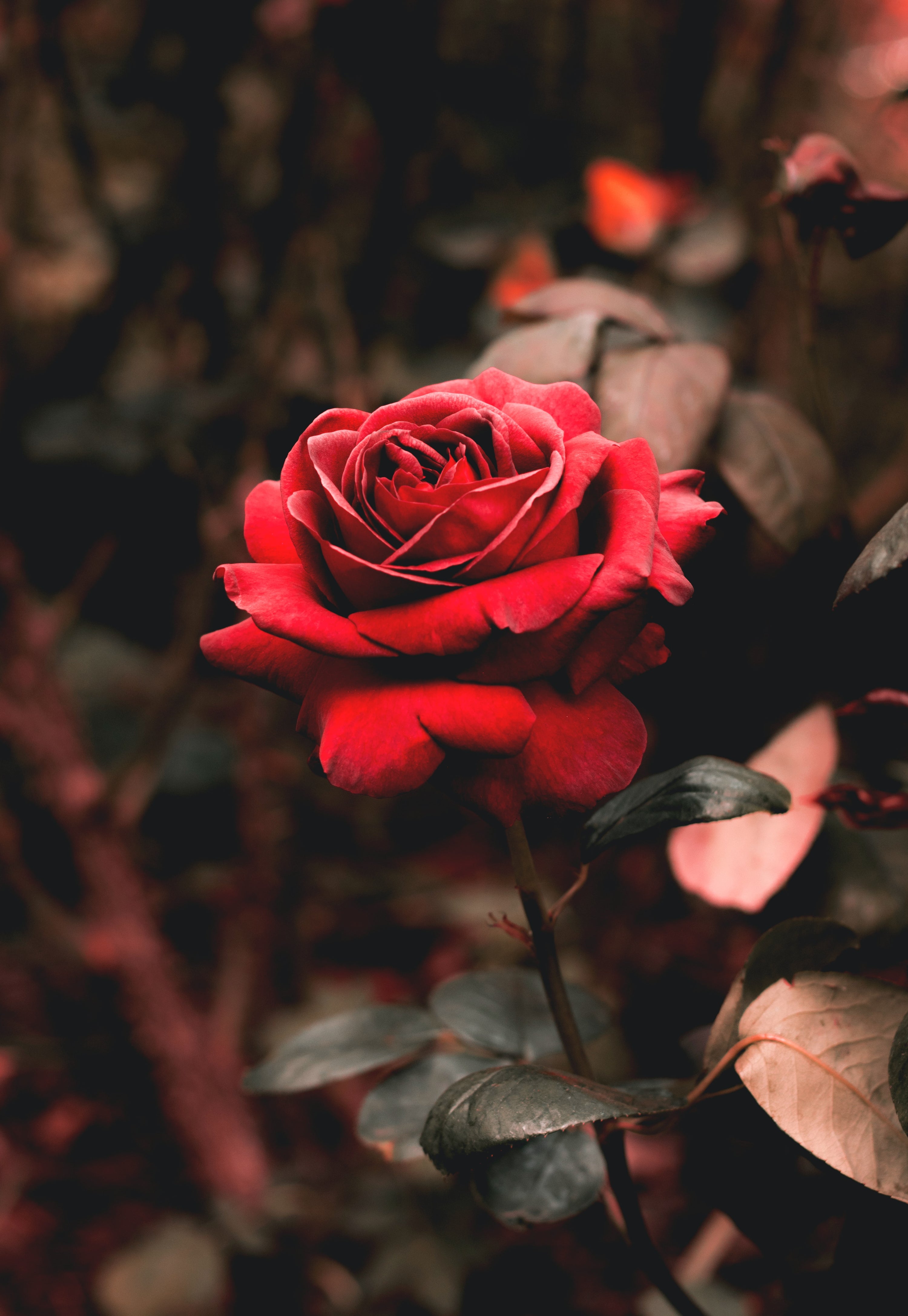 Unveiling the Wonders of Rose: The Ultimate Skincare Ingredient