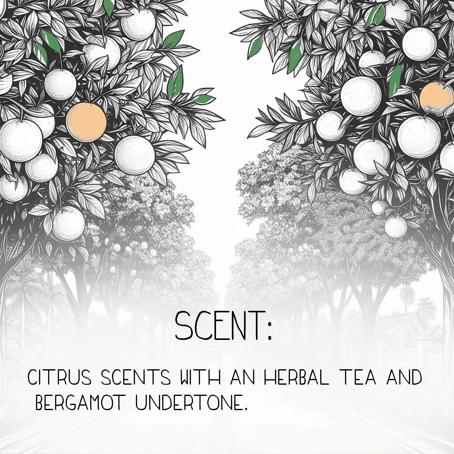 Citrus Sunday Natural Body Lotion