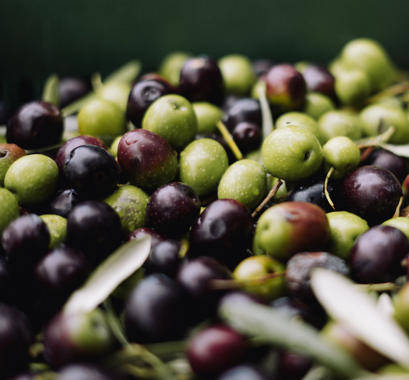 Unlocking the Skin Benefits of Olive Oil: A Natural Elixir for Radiant Skin