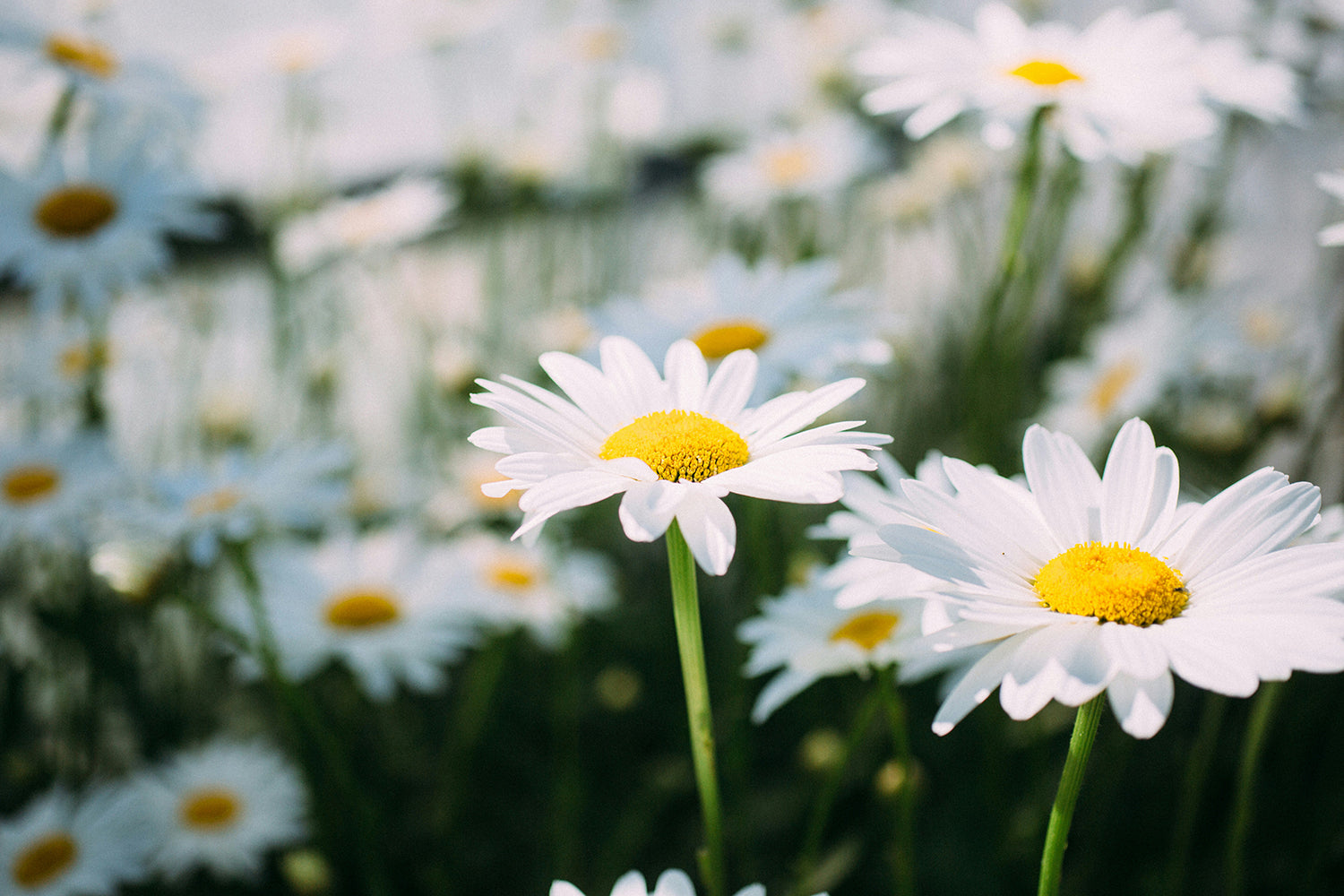 Chamomile a go-to for anyone with sensitive or acne-prone skin.